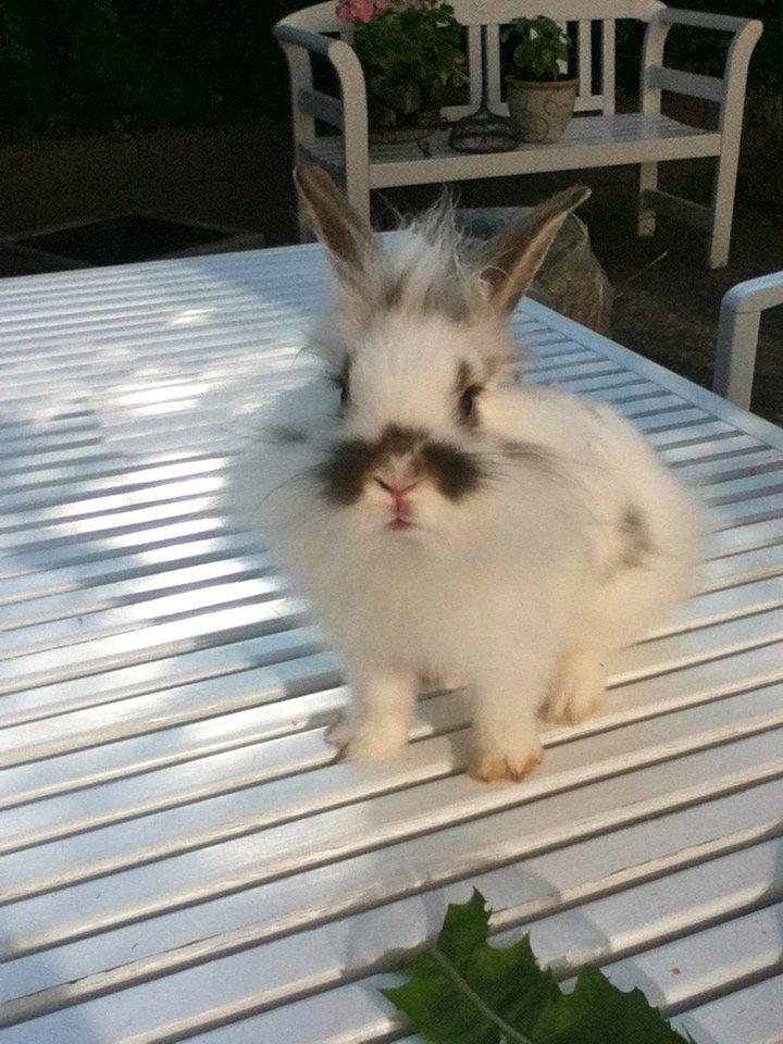 Kanin Carlo - Første billede billede 8