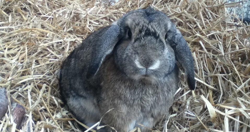 Kanin Ludvig billede 7