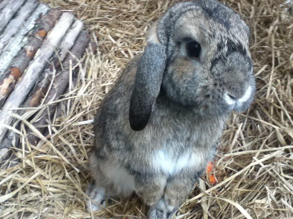 Kanin Ludvig billede 8
