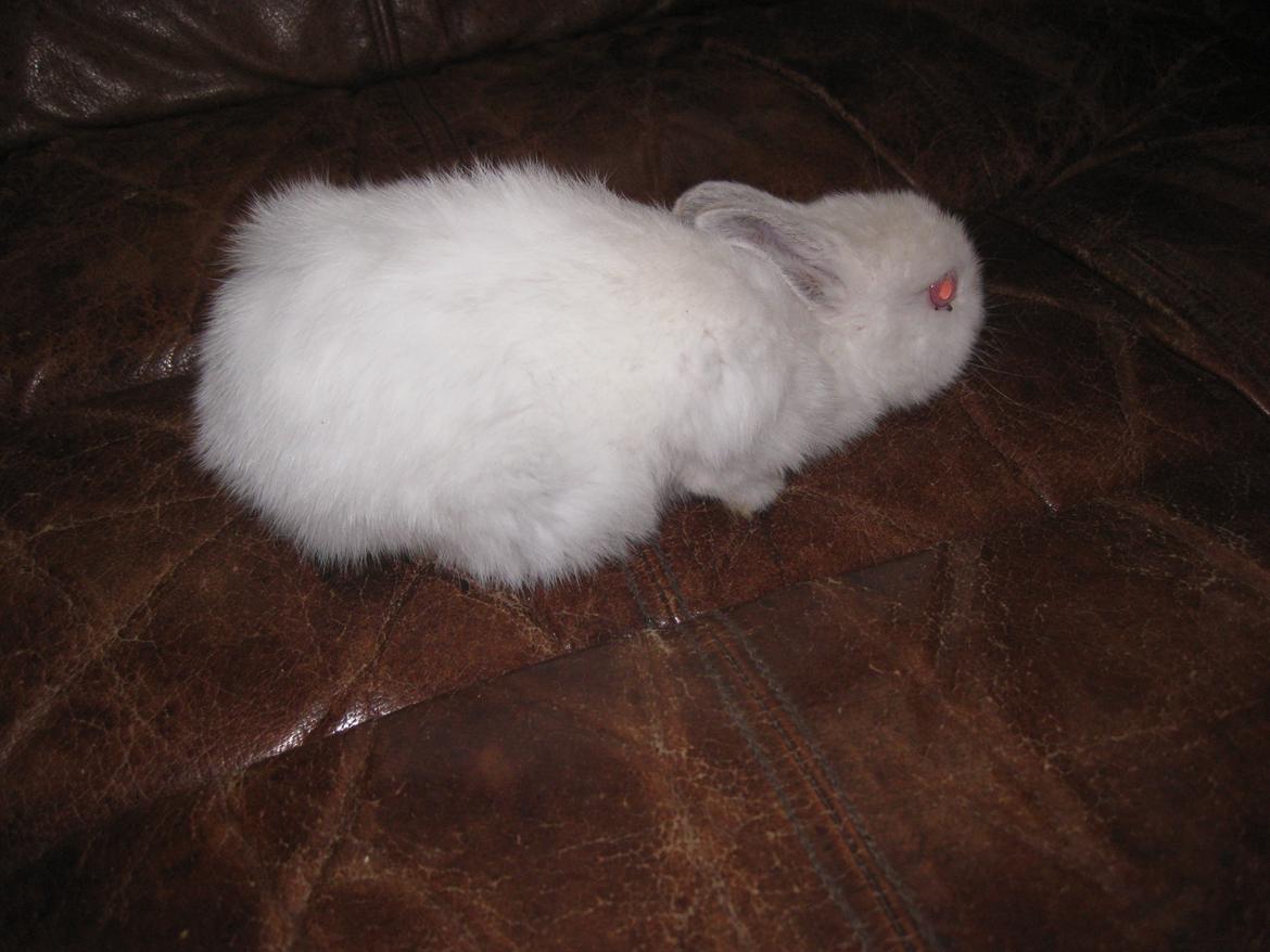 Kanin Har intet endnu billede 1