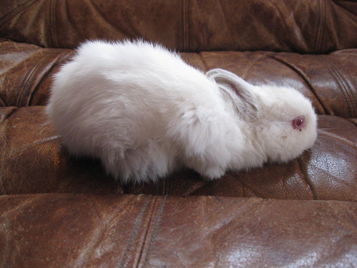 Kanin Har intet endnu billede 2