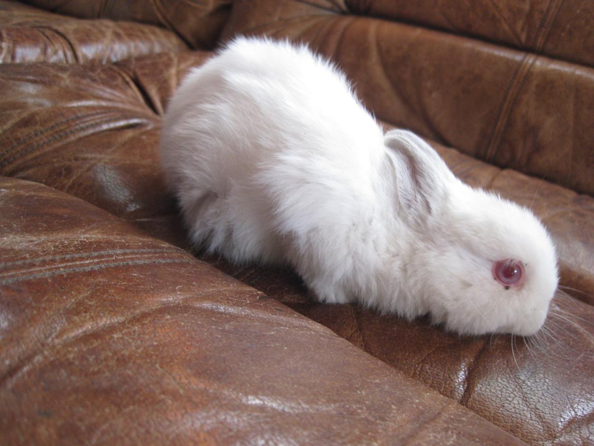 Kanin Har intet endnu billede 3