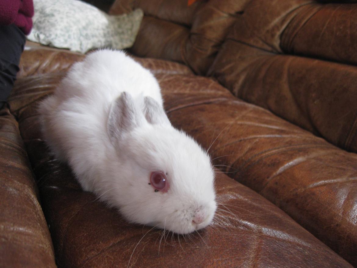 Kanin Har intet endnu billede 4