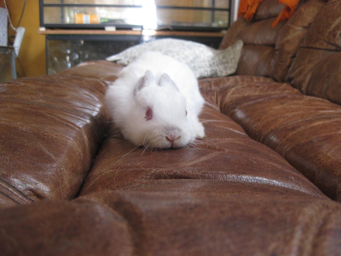 Kanin Har intet endnu billede 5