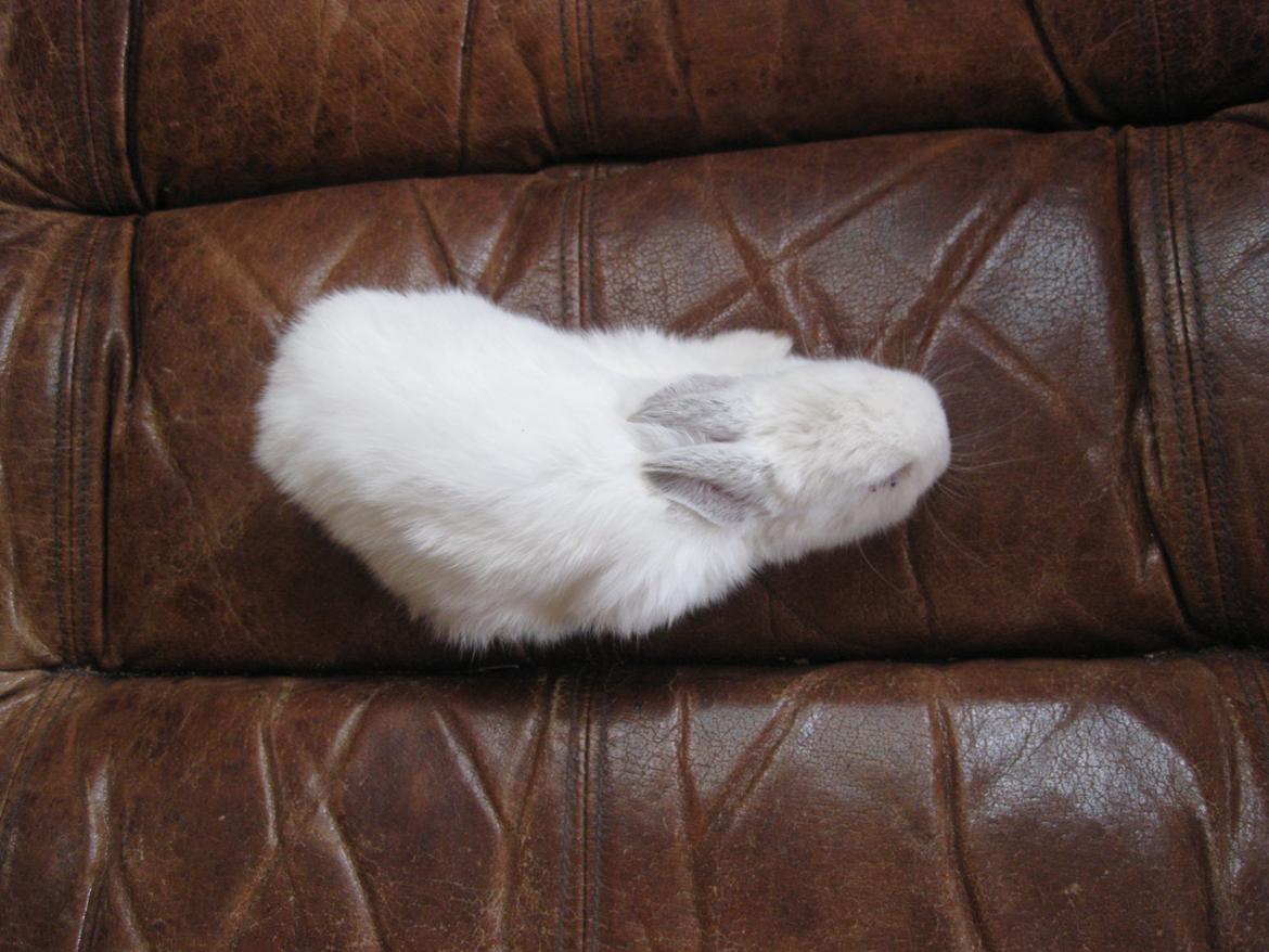 Kanin Har intet endnu billede 6