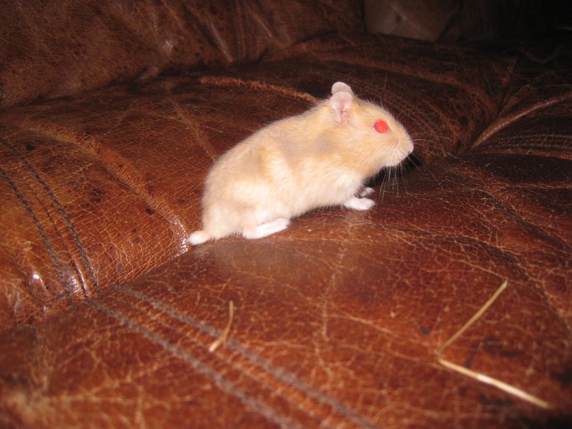 Dværghamster Har intet endnu billede 1