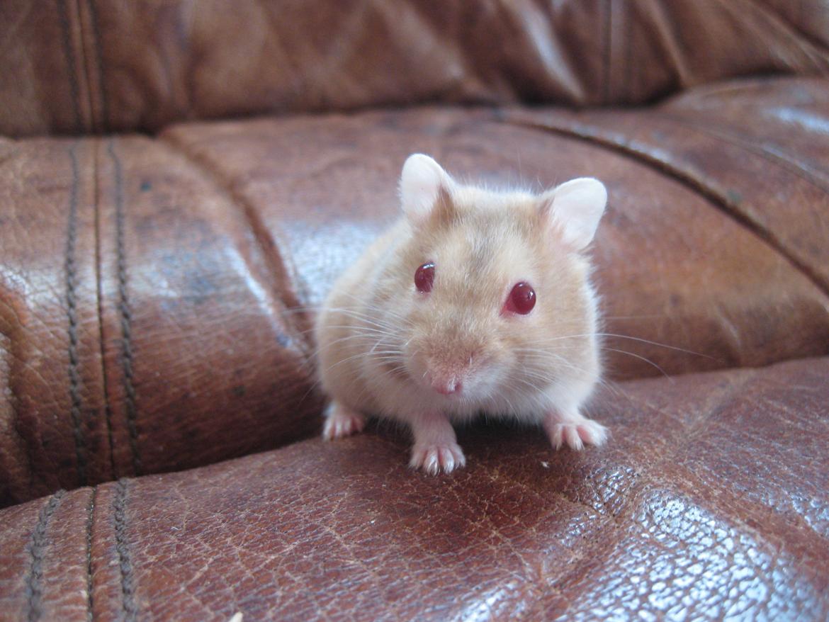 Dværghamster Har intet endnu billede 2