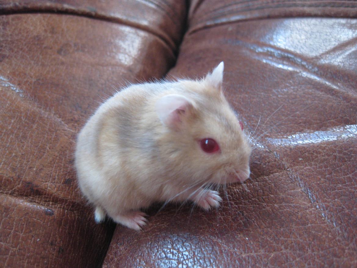 Dværghamster Har intet endnu billede 3