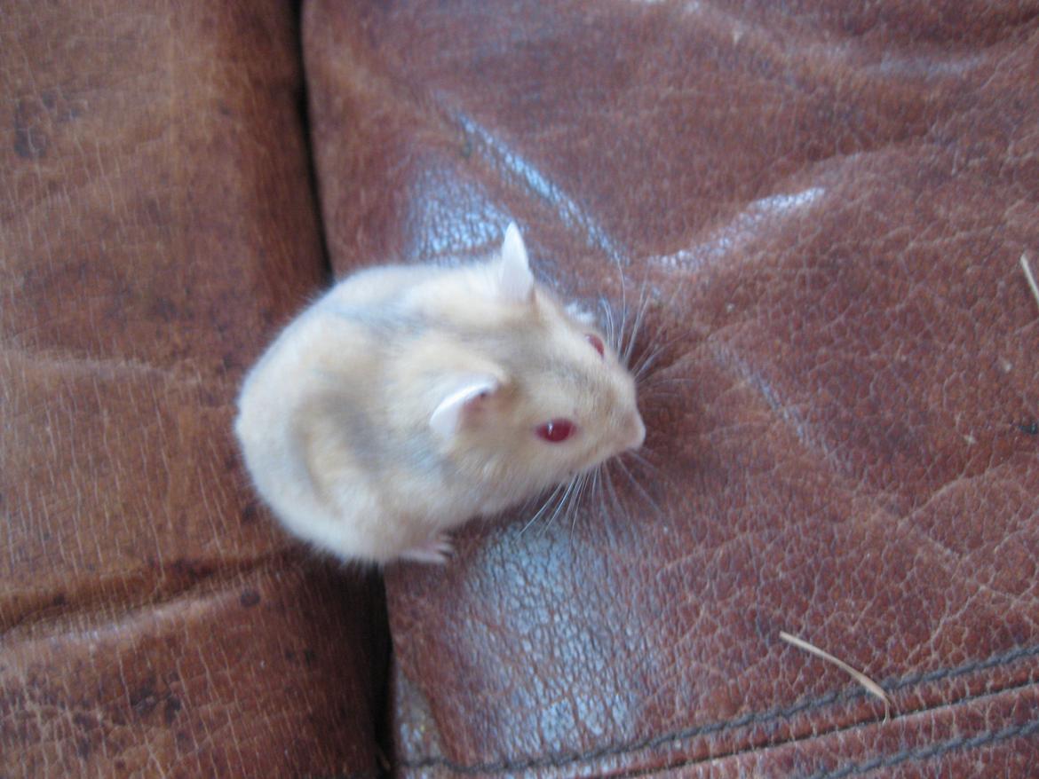 Dværghamster Har intet endnu billede 4