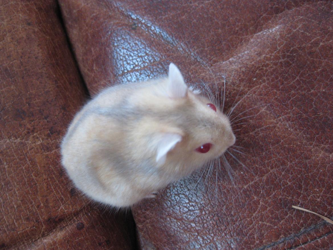 Dværghamster Har intet endnu billede 5