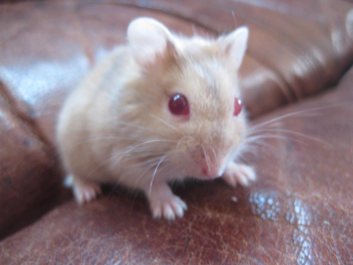 Dværghamster Har intet endnu billede 6