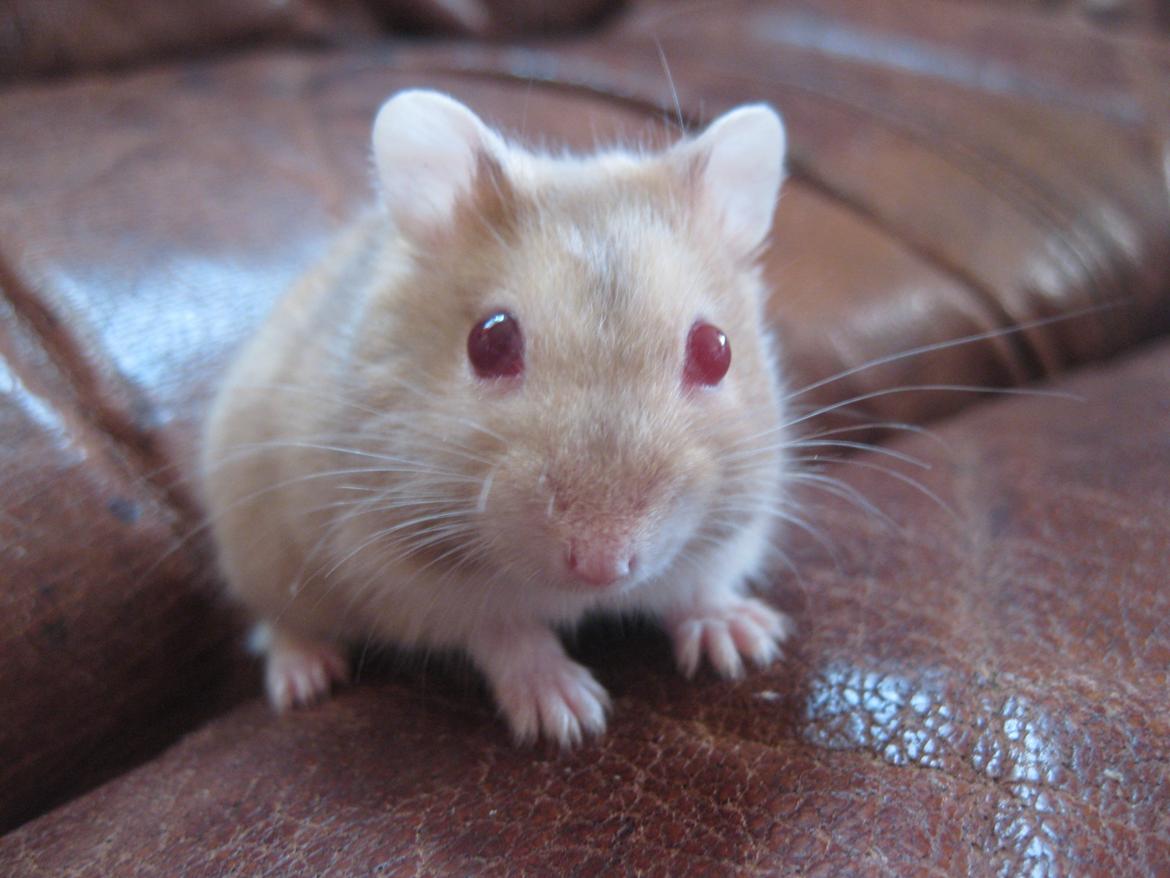 Dværghamster Har intet endnu billede 7