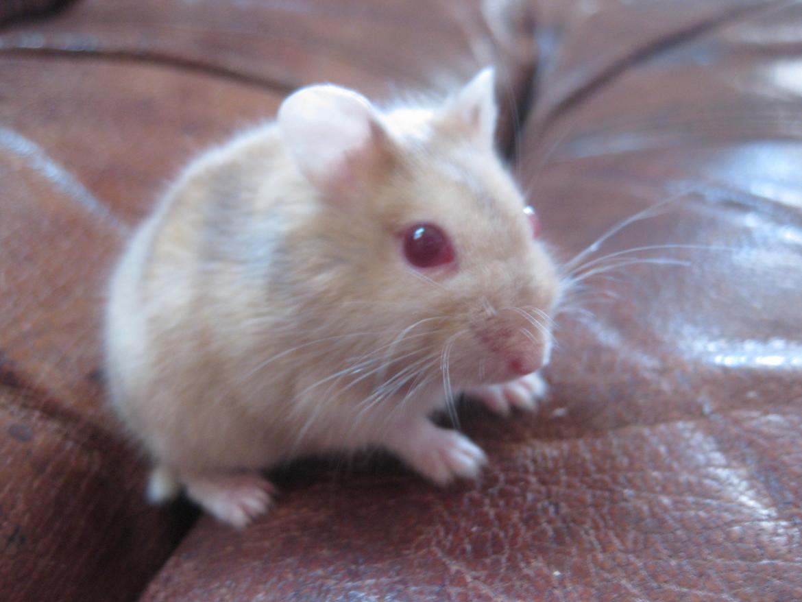 Dværghamster Har intet endnu billede 8