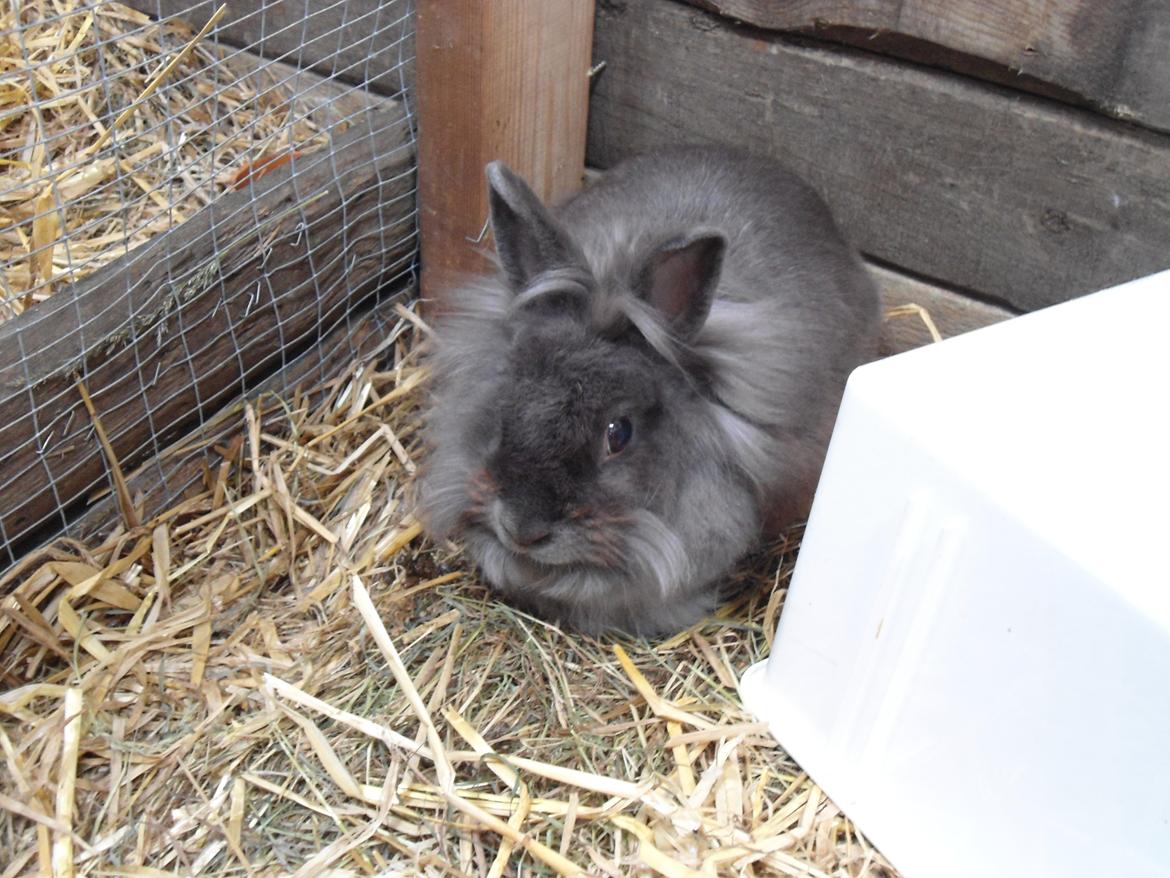 Kanin Ella billede 1