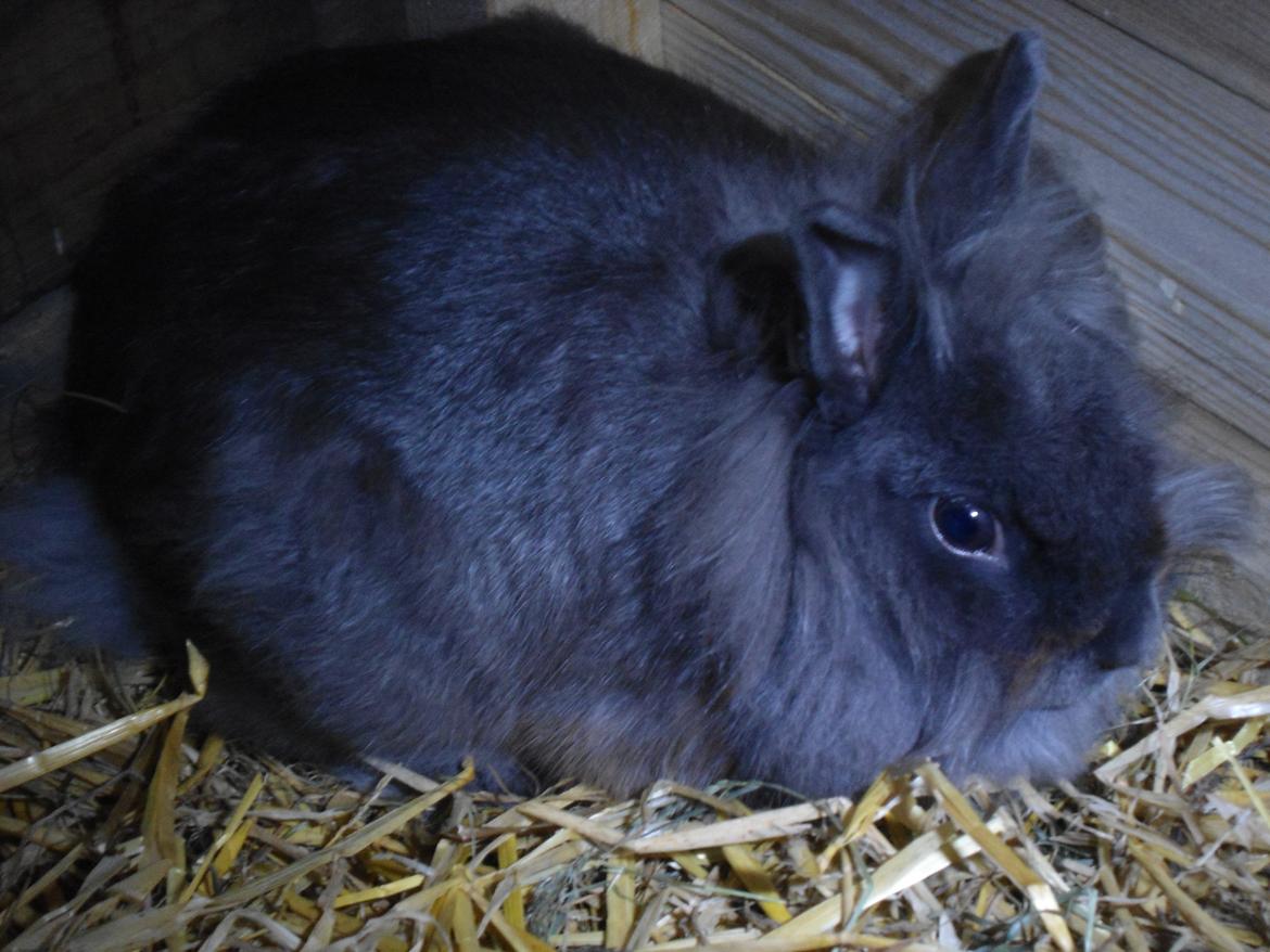 Kanin Ella billede 2