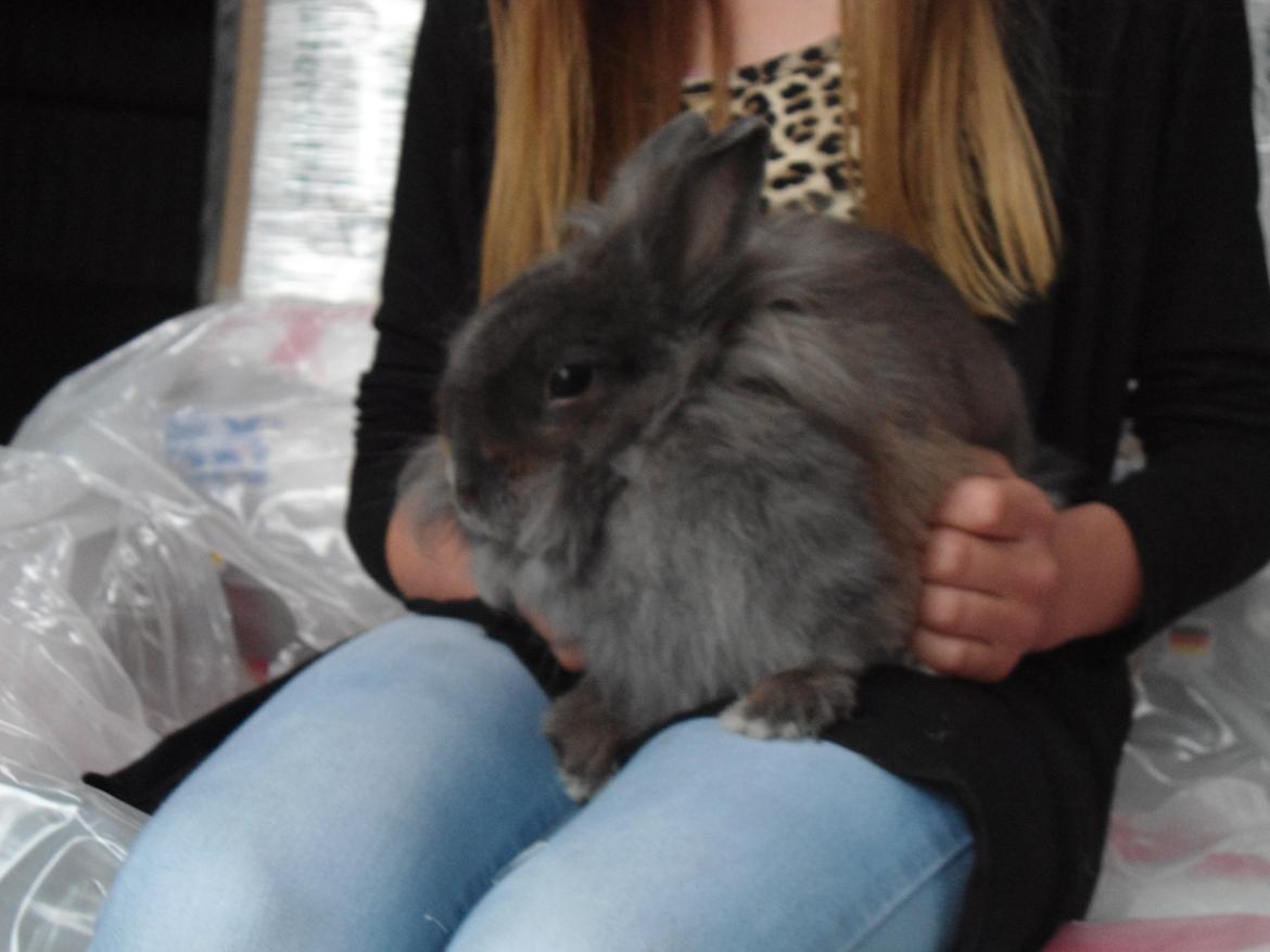 Kanin Ella billede 3