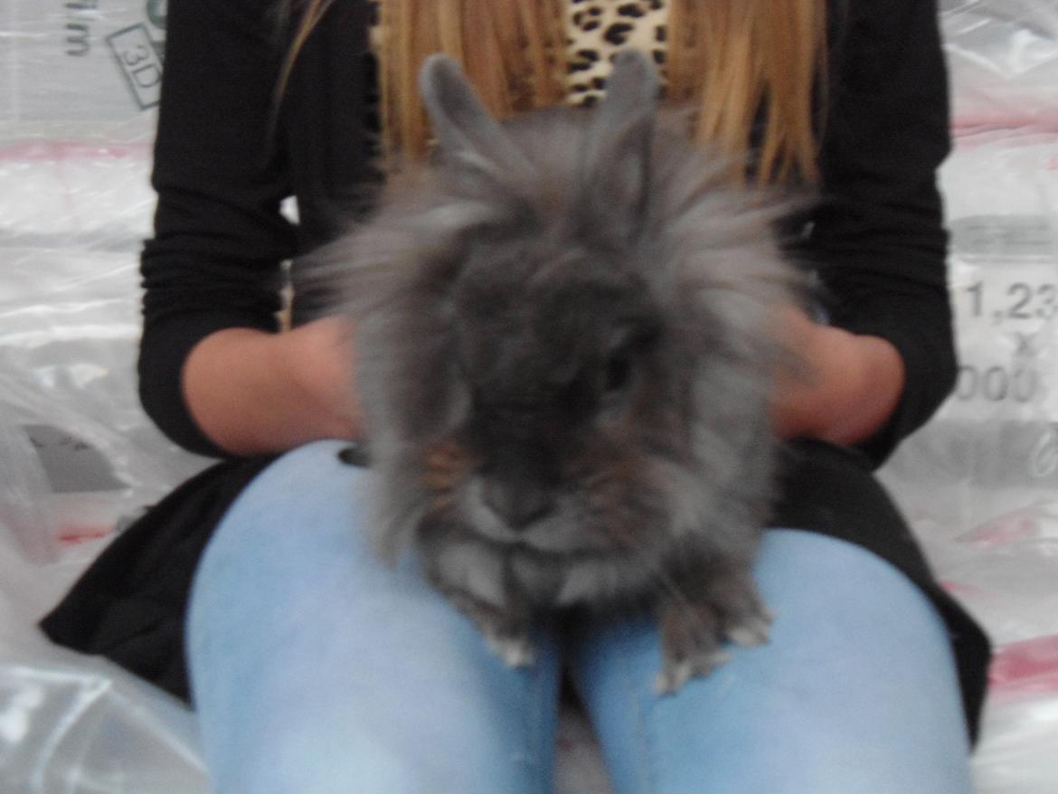 Kanin Ella billede 4