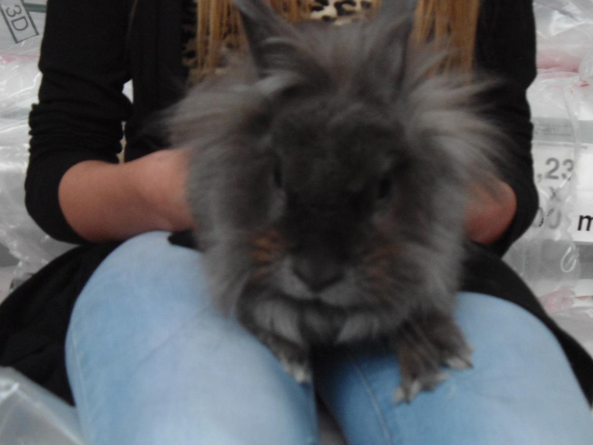 Kanin Ella billede 5