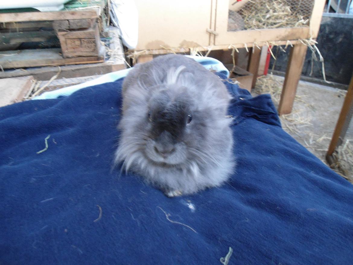 Kanin Ella billede 6