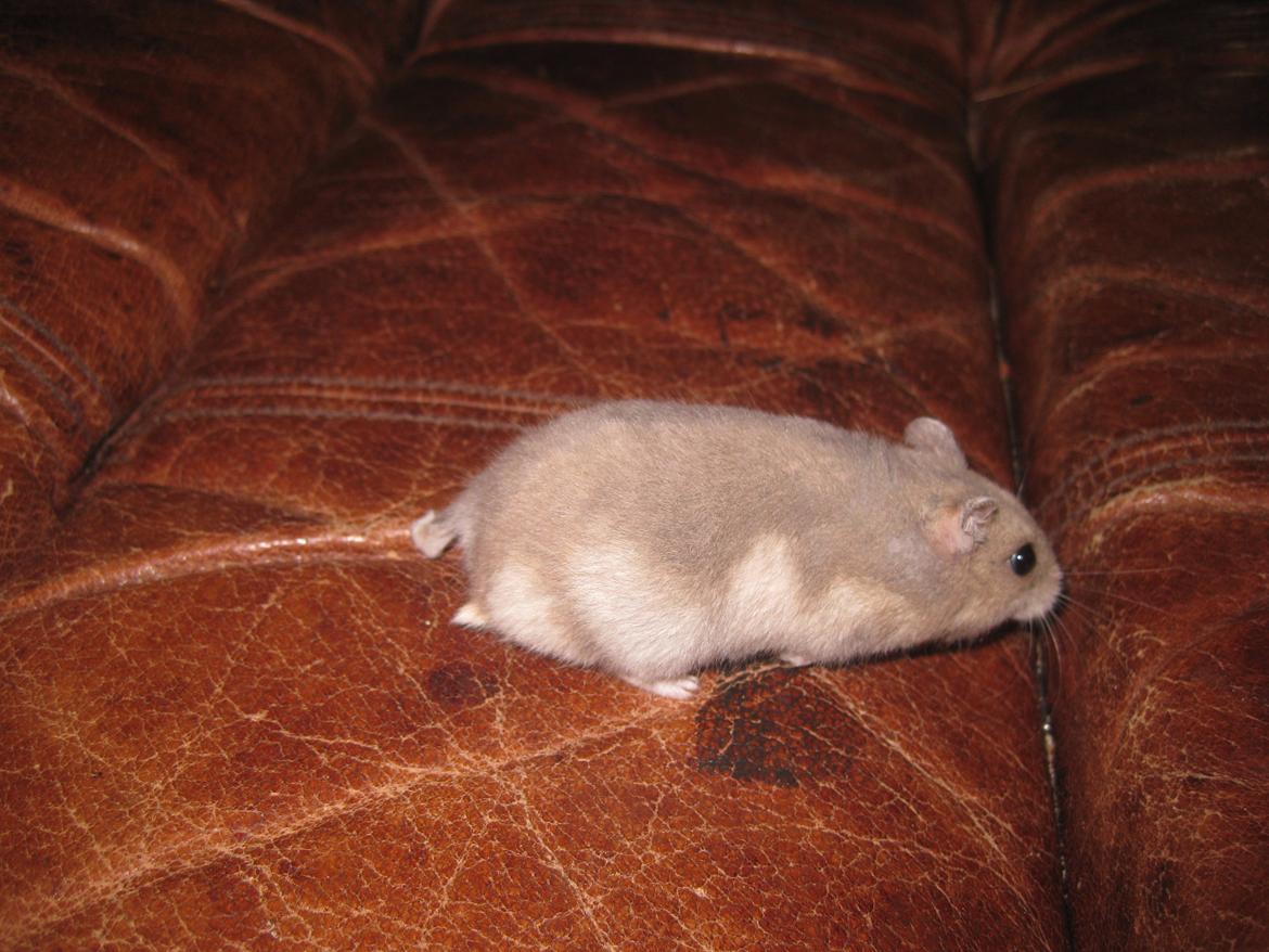 Dværghamster Har intet billede 2