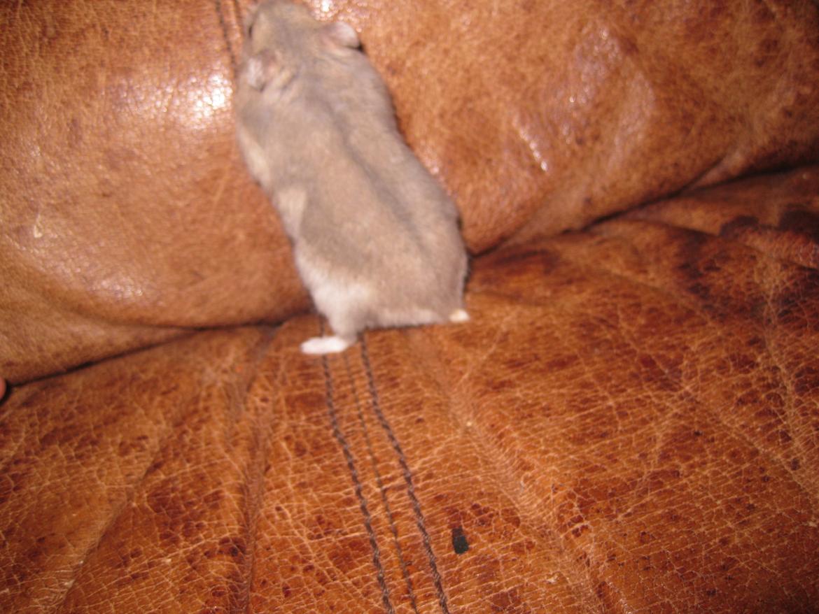 Dværghamster Har intet billede 3