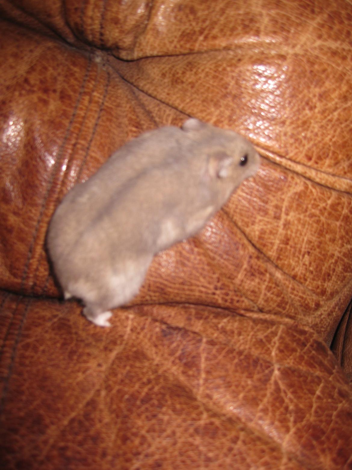 Dværghamster Har intet billede 4