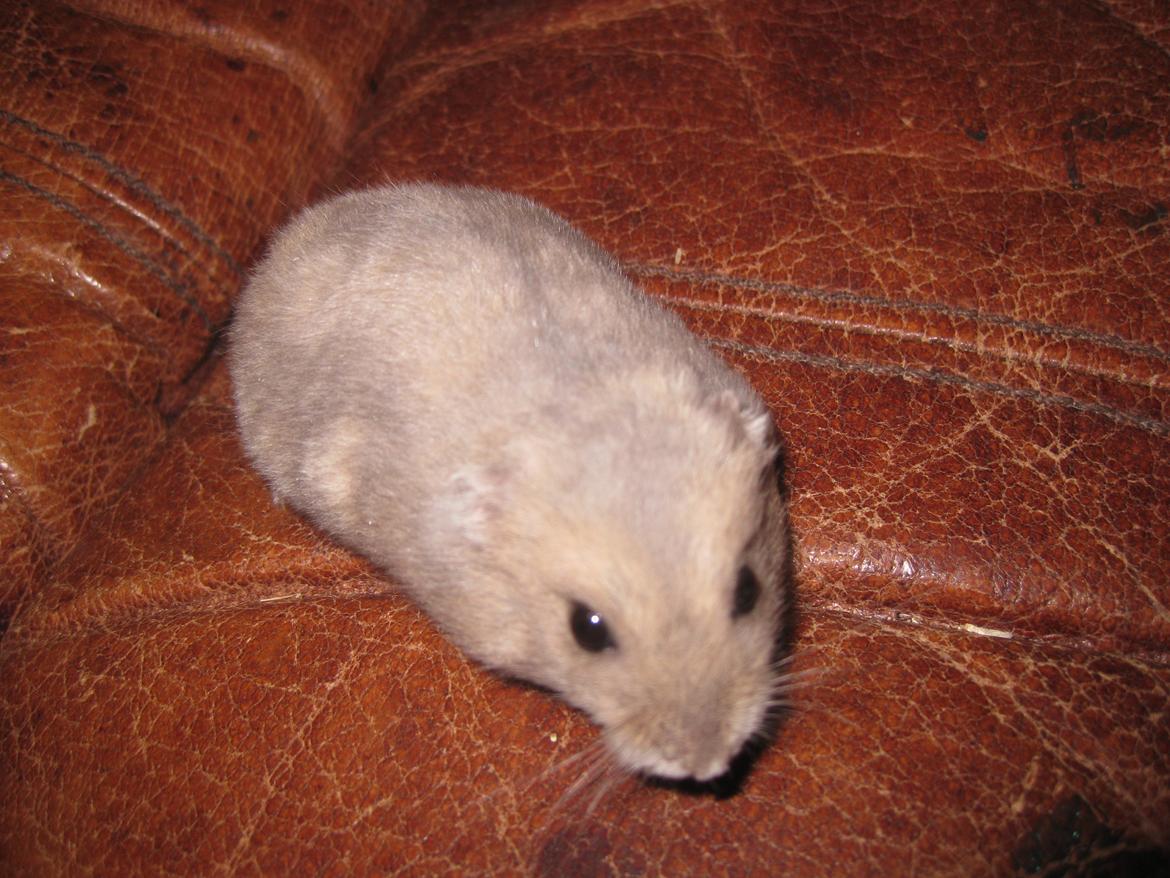 Dværghamster Har intet billede 5