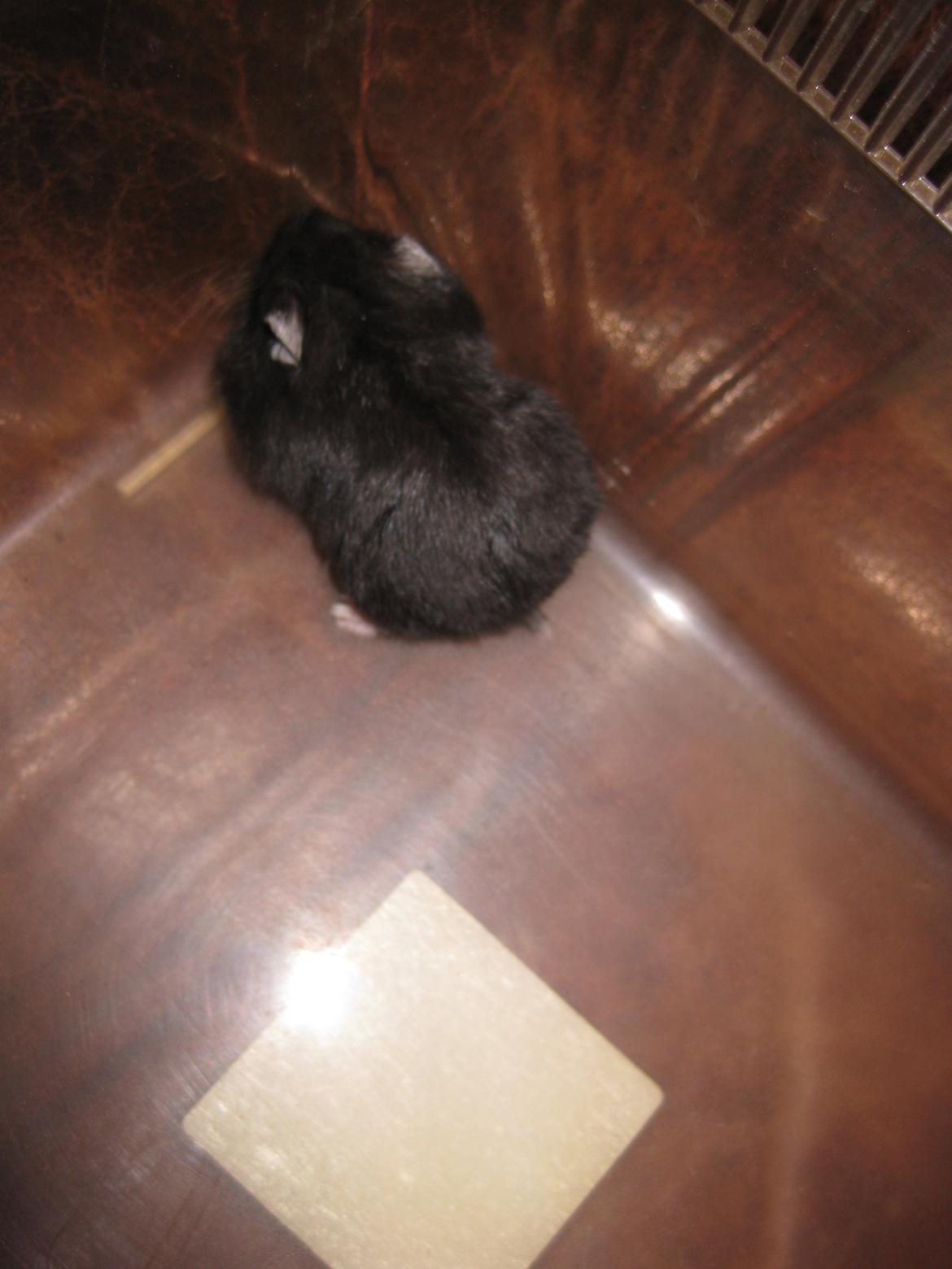 Dværghamster Har intet navn billede 1