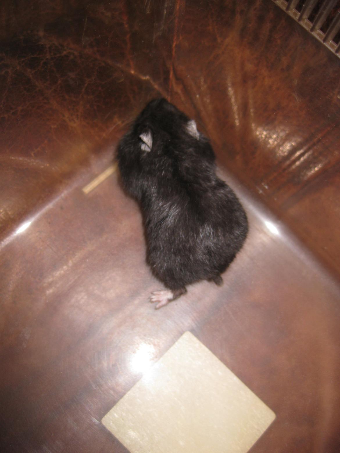 Dværghamster Har intet navn billede 2