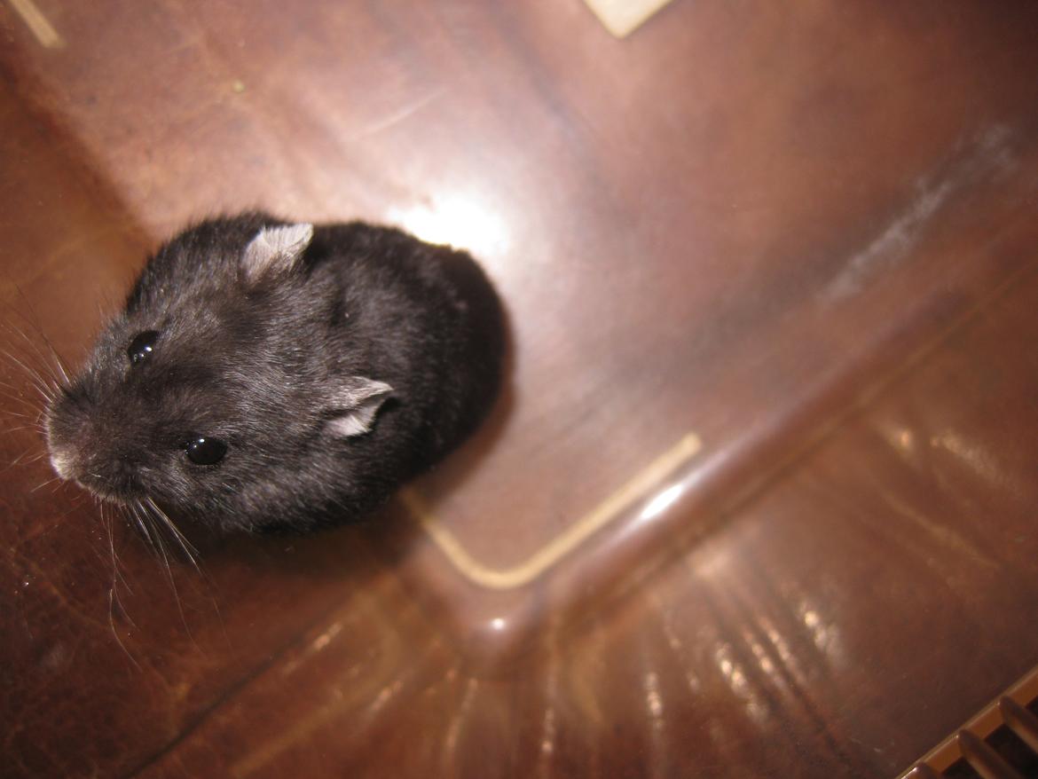 Dværghamster Har intet navn billede 4