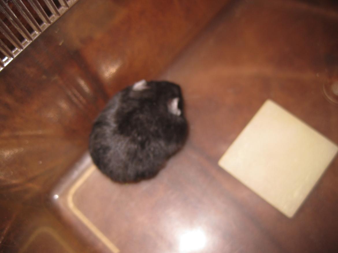 Dværghamster Har intet navn billede 5