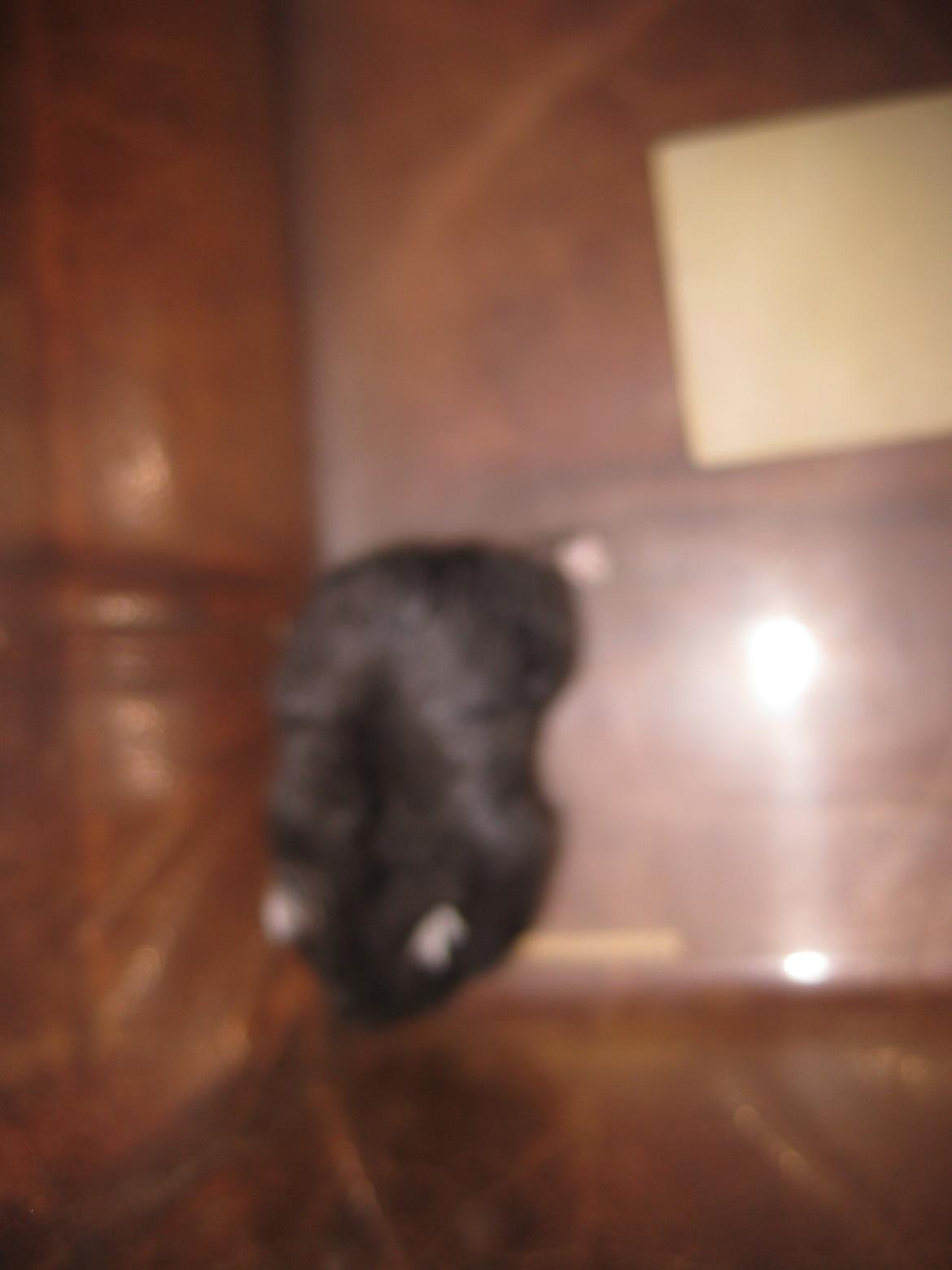 Dværghamster Har intet navn billede 6