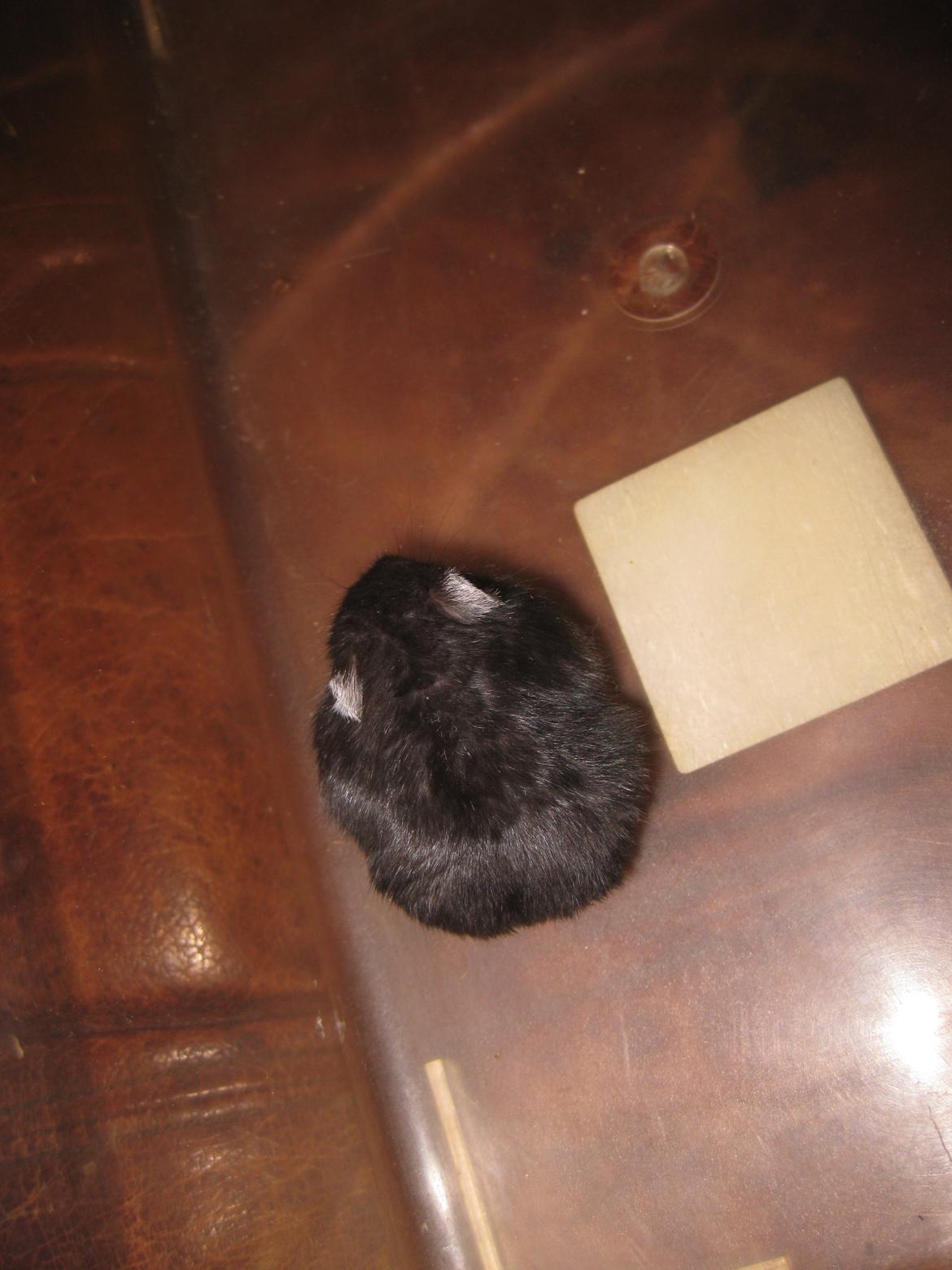 Dværghamster Har intet navn billede 7