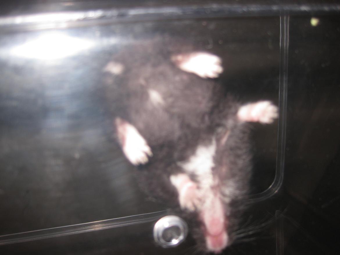 Dværghamster Har intet navn billede 8