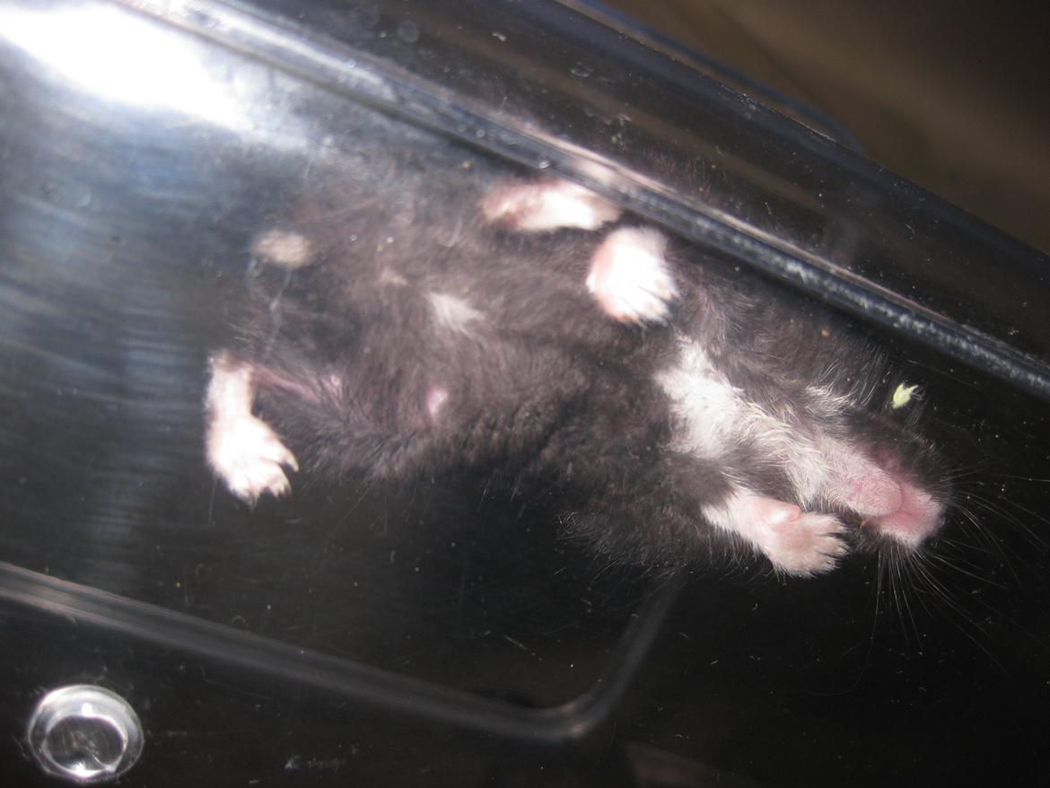 Dværghamster Har intet navn billede 9
