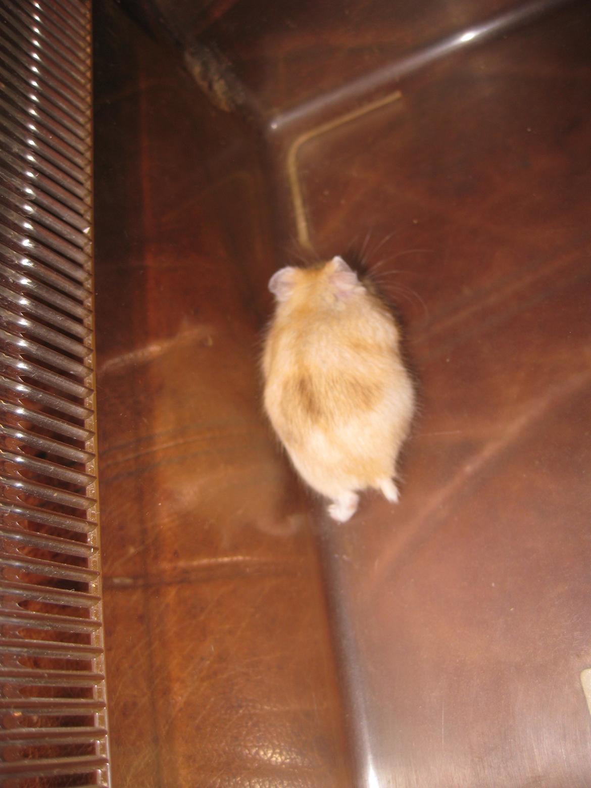 Dværghamster Har intet navn billede 1