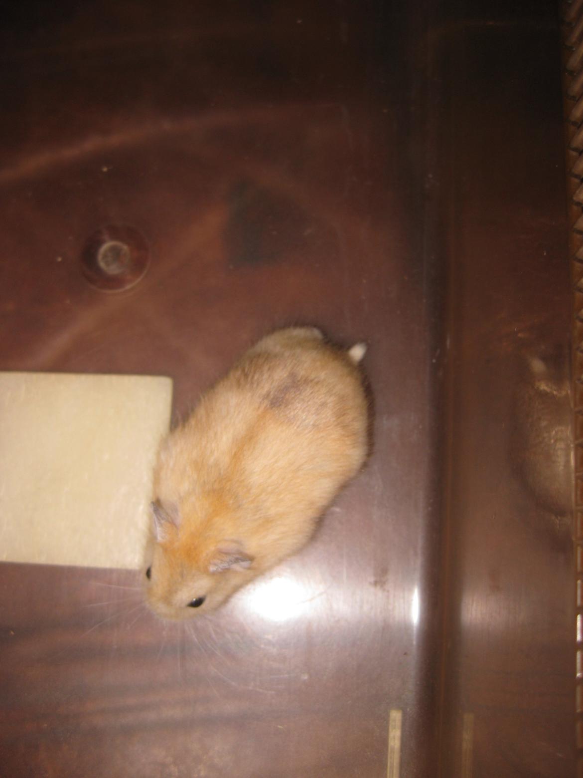 Dværghamster Har intet navn billede 2