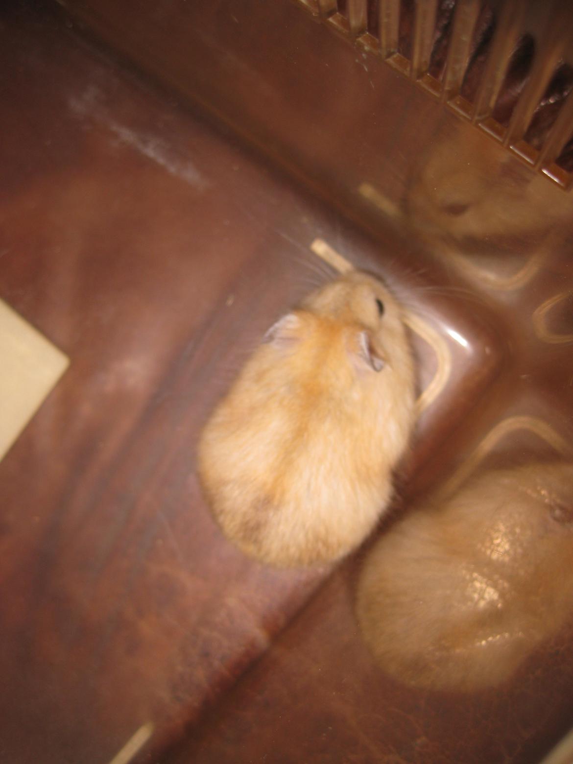 Dværghamster Har intet navn billede 3