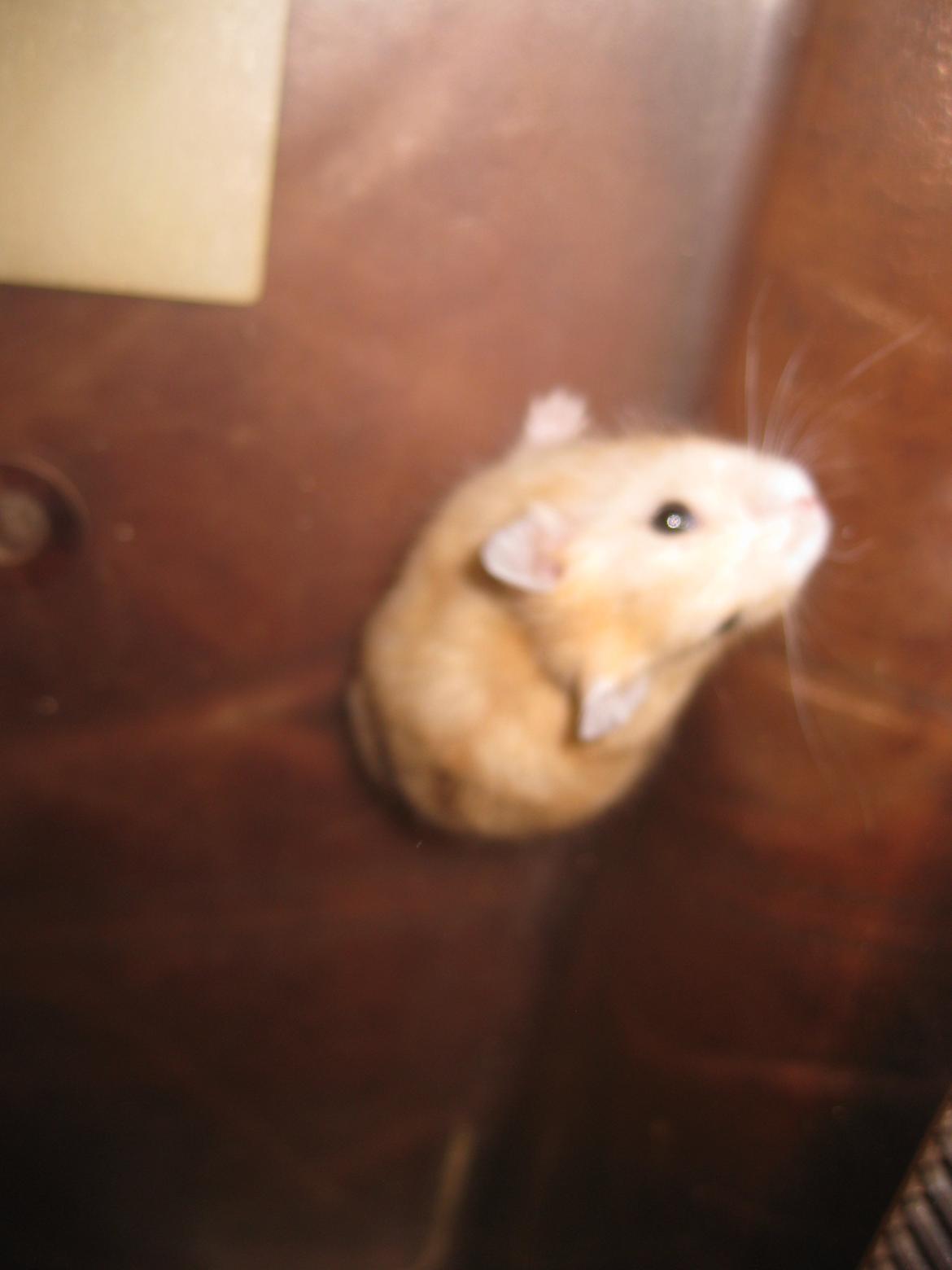 Dværghamster Har intet navn billede 4