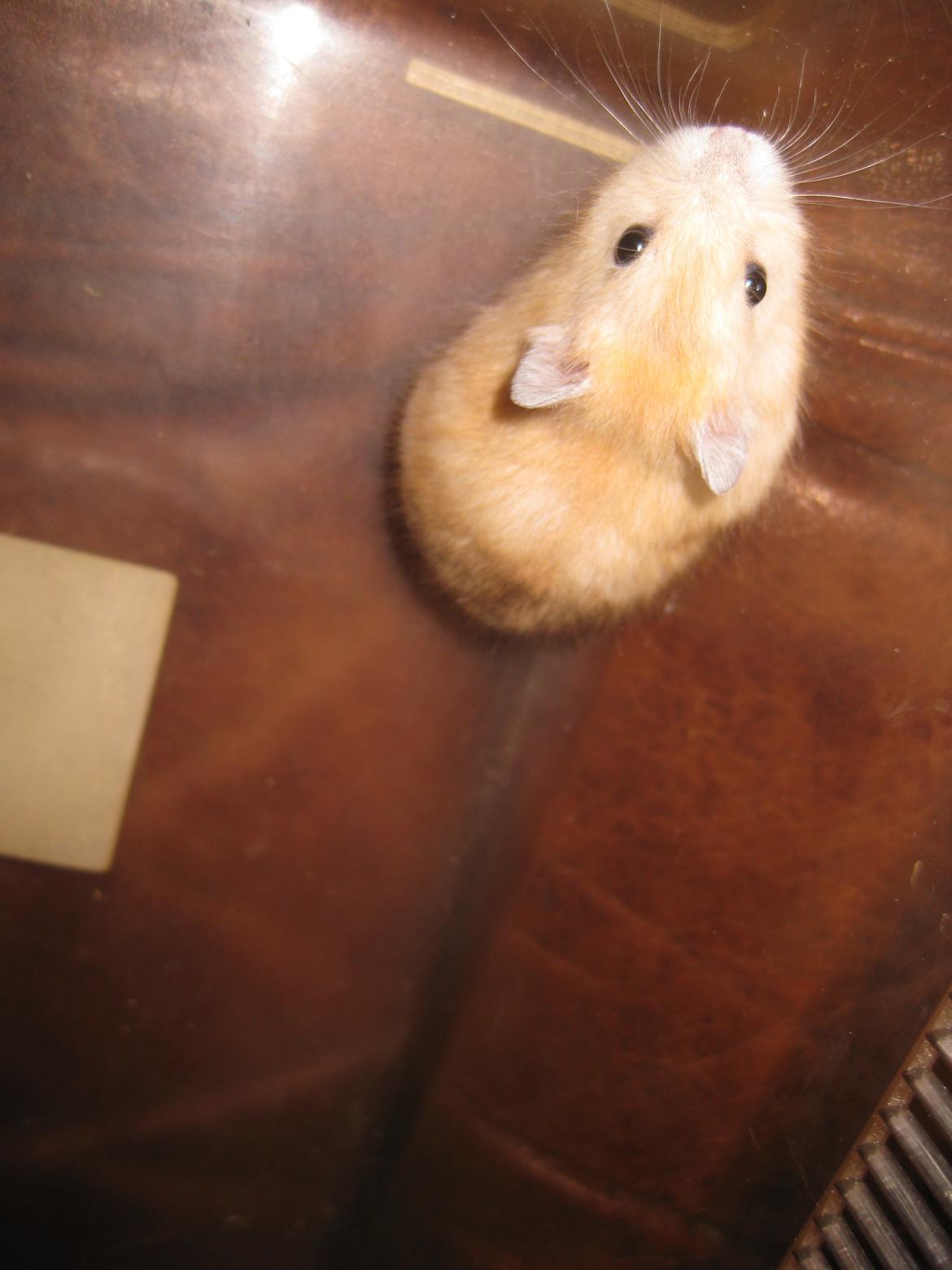 Dværghamster Har intet navn billede 5