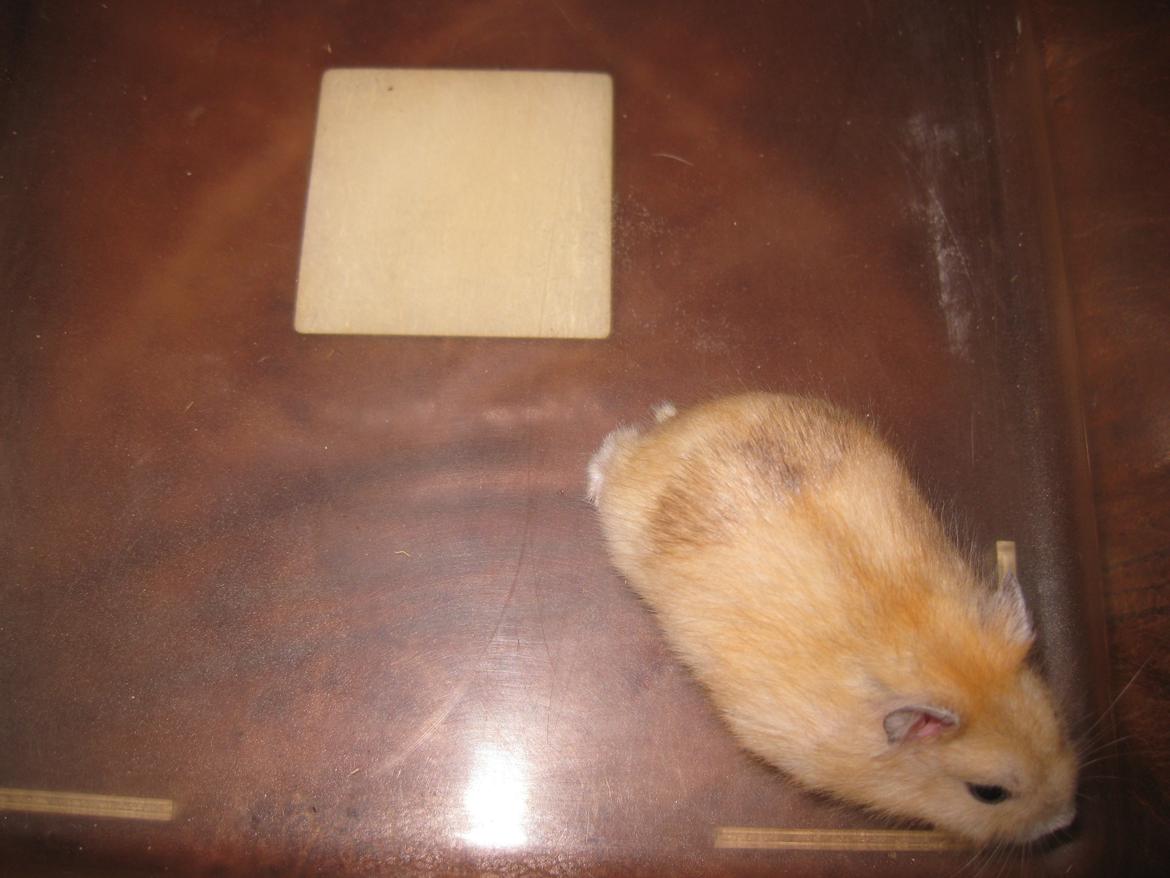 Dværghamster Har intet navn billede 6