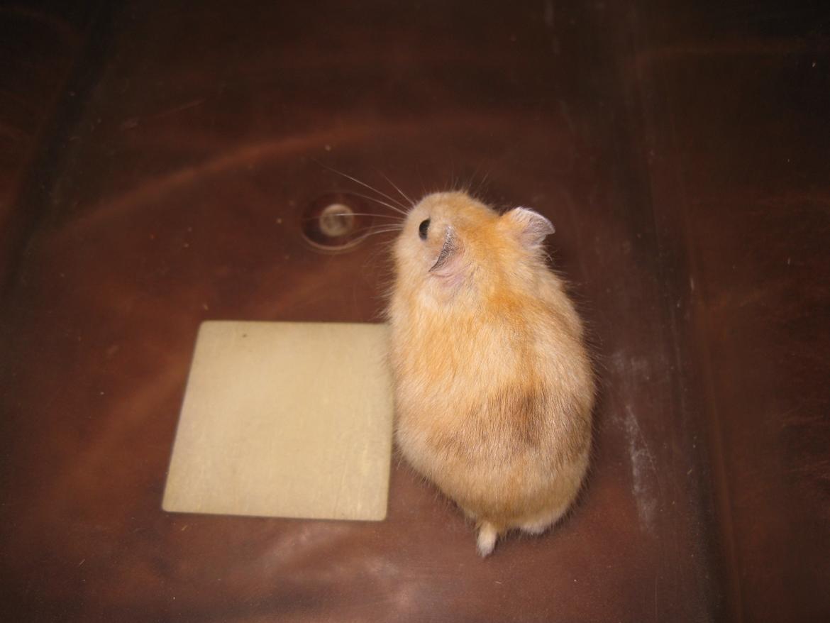 Dværghamster Har intet navn billede 7