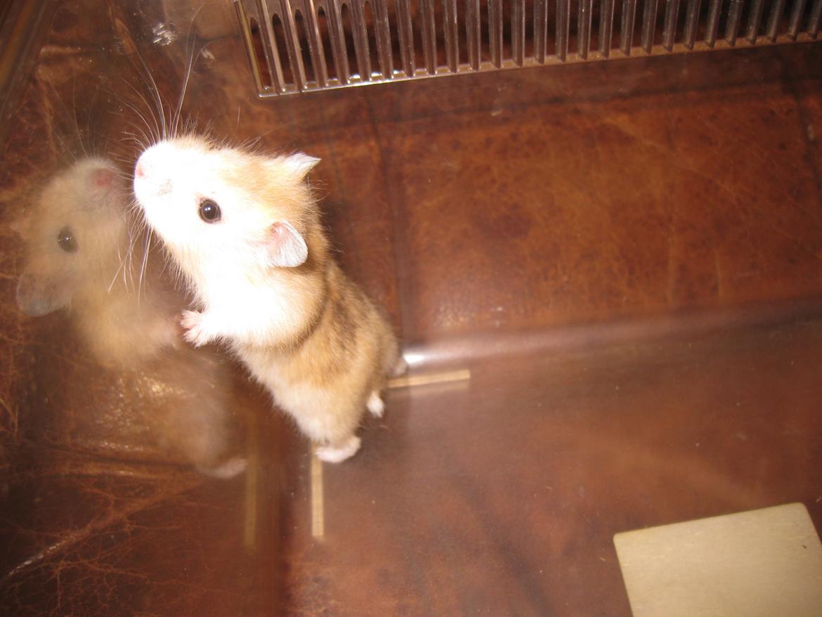 Dværghamster Har intet navn billede 8
