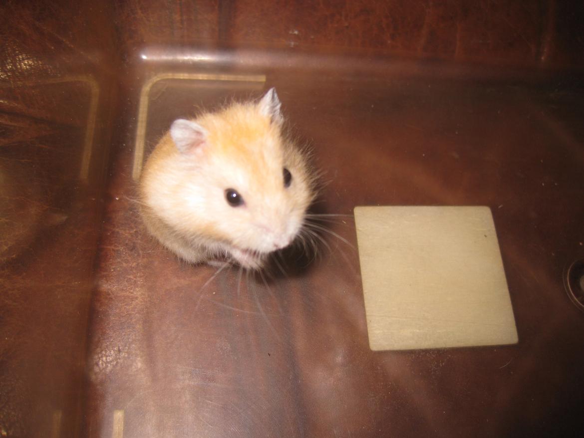 Dværghamster Har intet navn billede 9