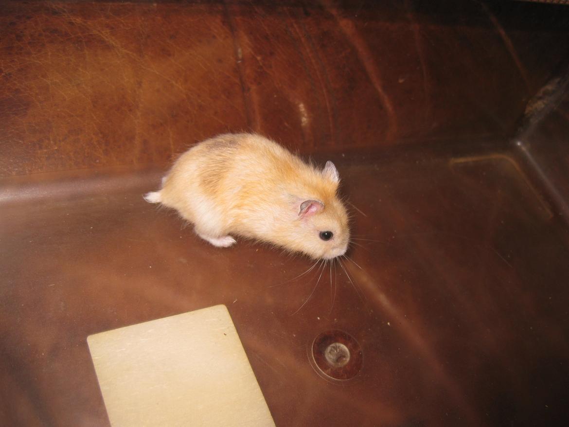 Dværghamster Har intet navn billede 10
