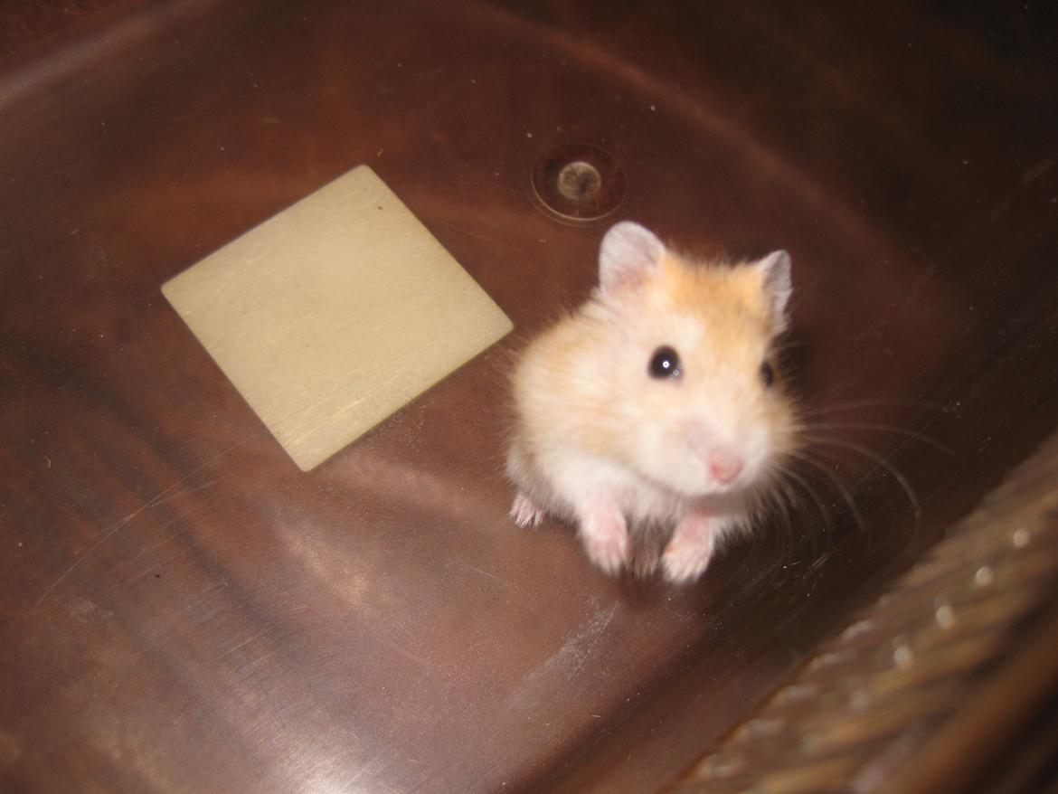 Dværghamster Har intet navn billede 11