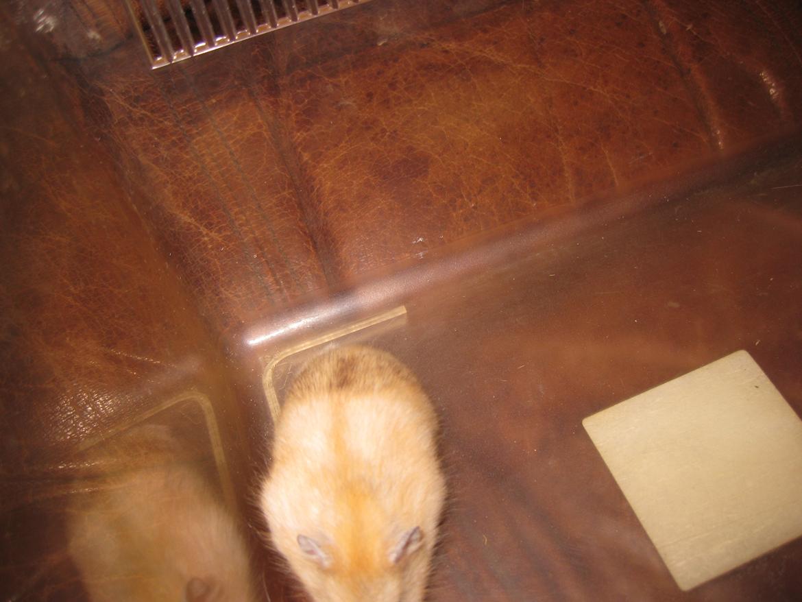 Dværghamster Har intet navn billede 12