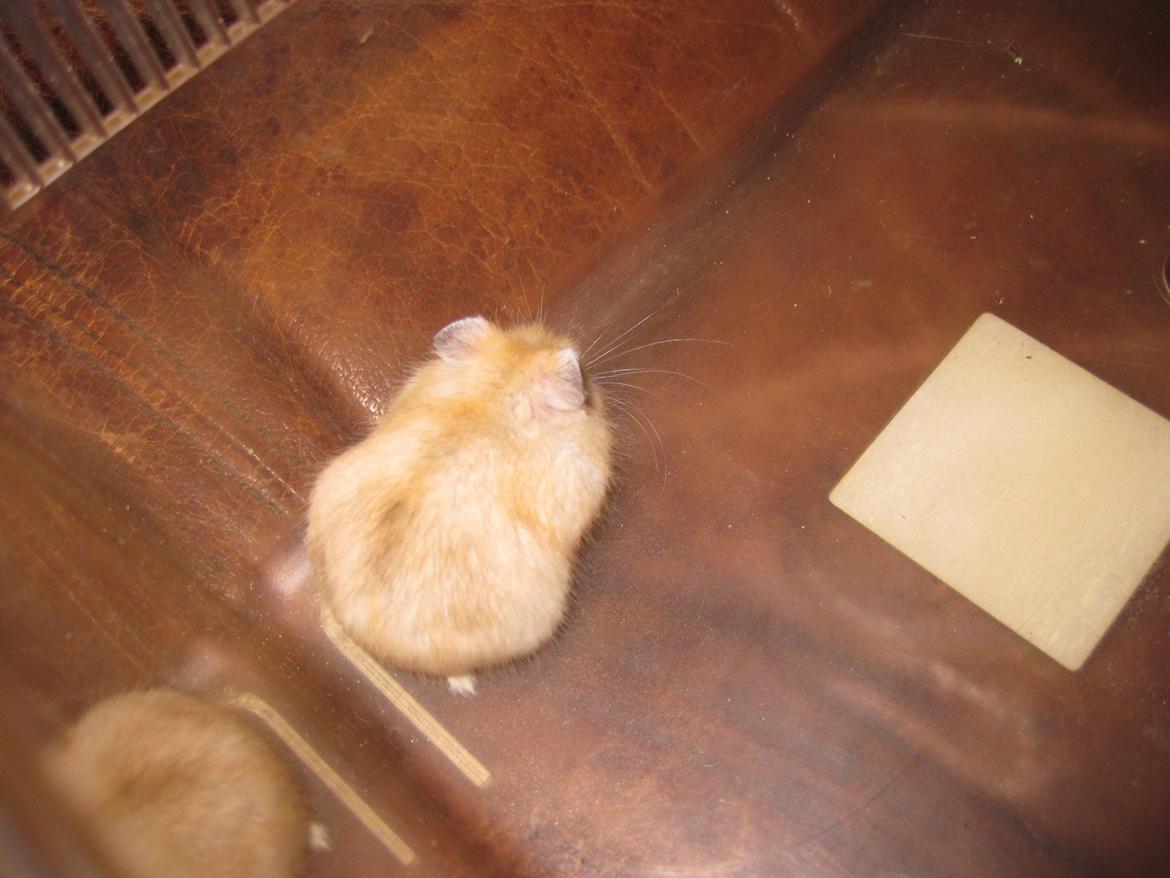 Dværghamster Har intet navn billede 13