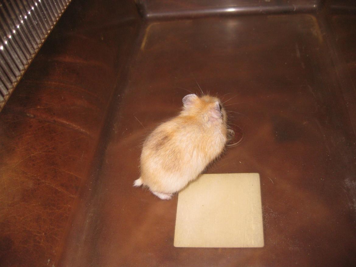 Dværghamster Har intet navn billede 14