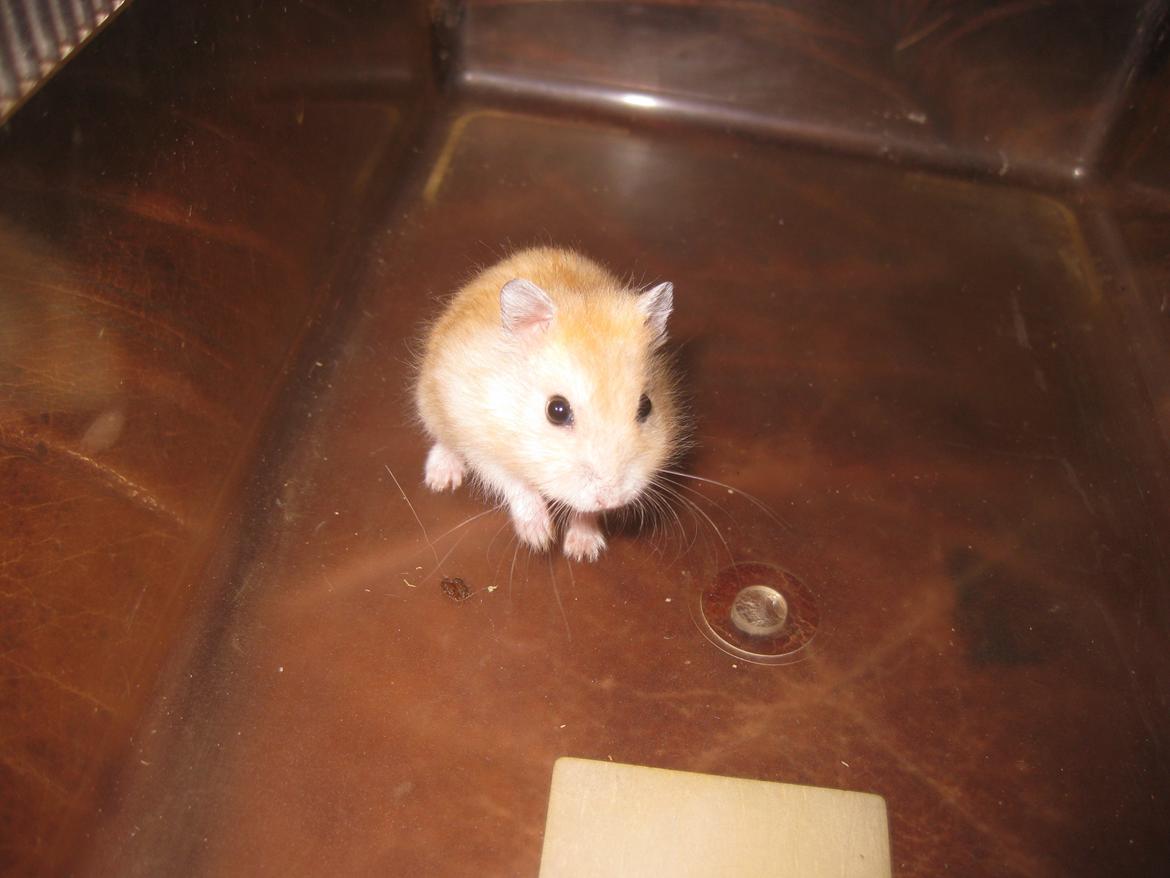 Dværghamster Har intet navn billede 15